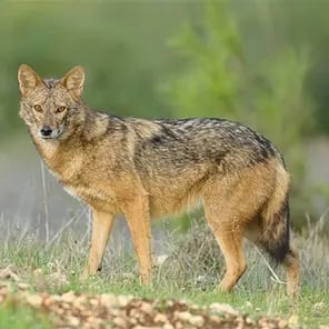 Jackals