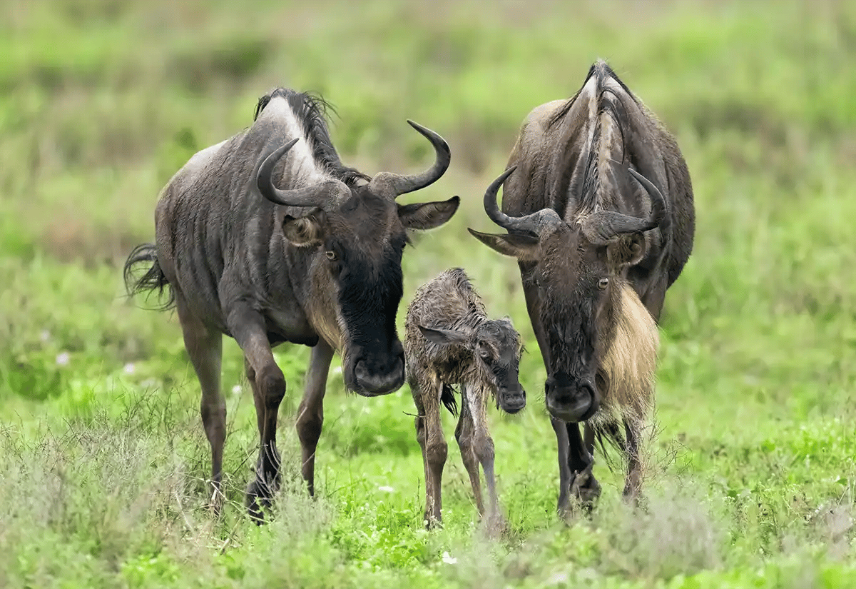 Great Migration January