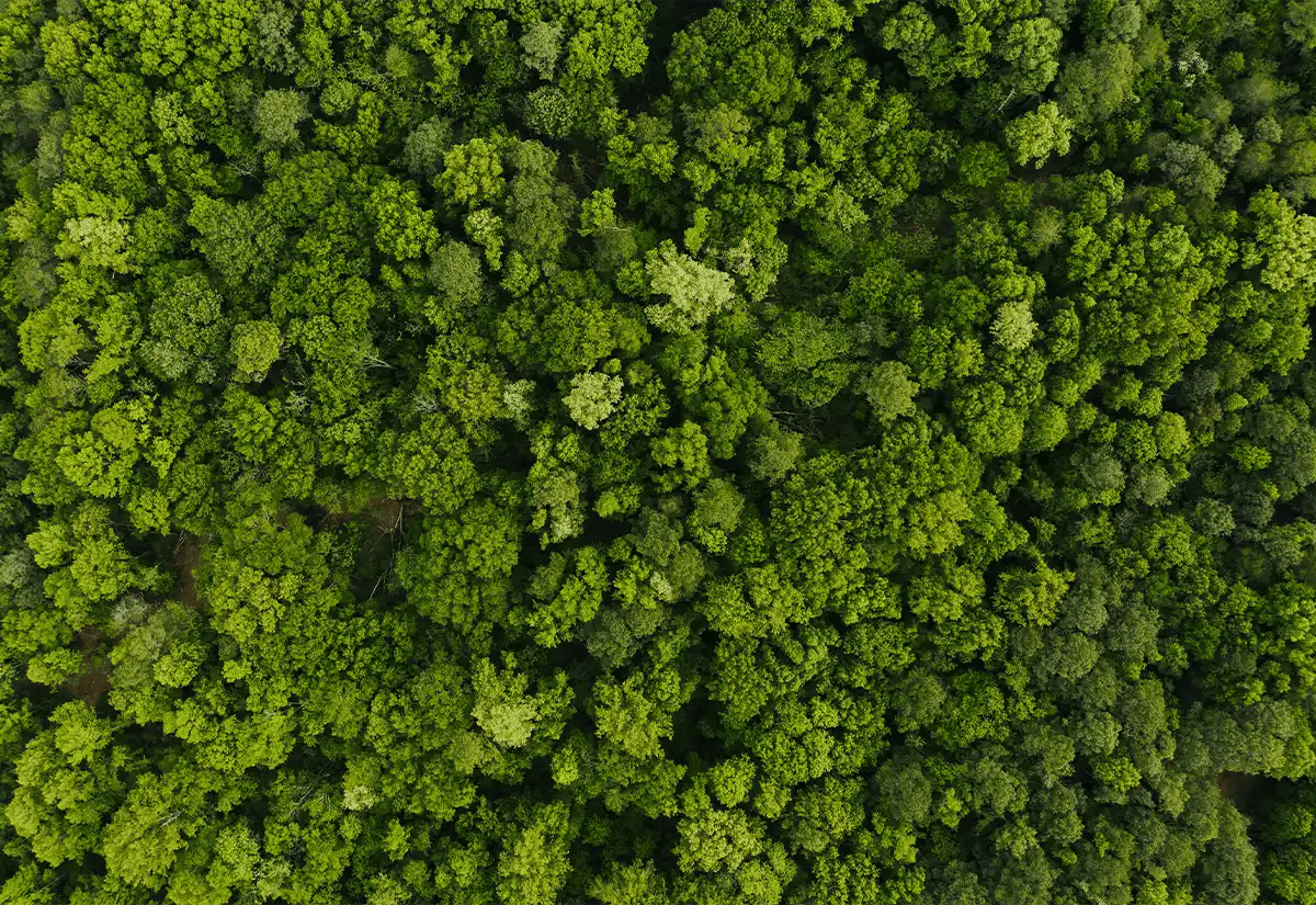Green Forest January