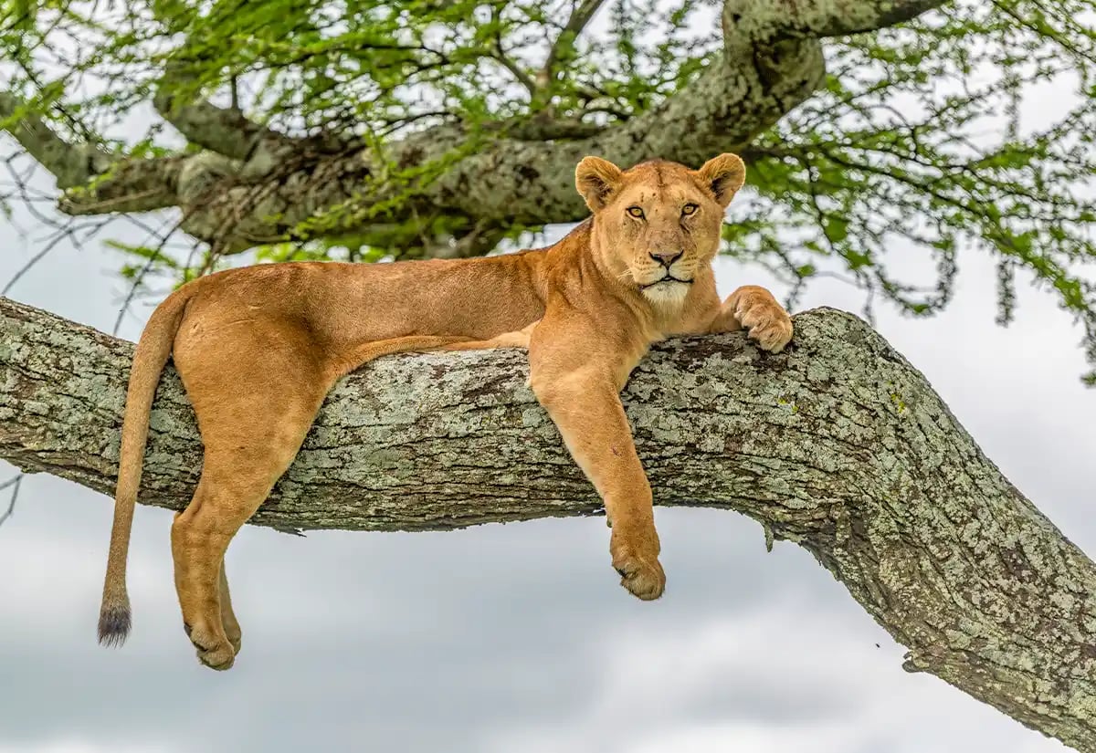 Lioness in a tree in January