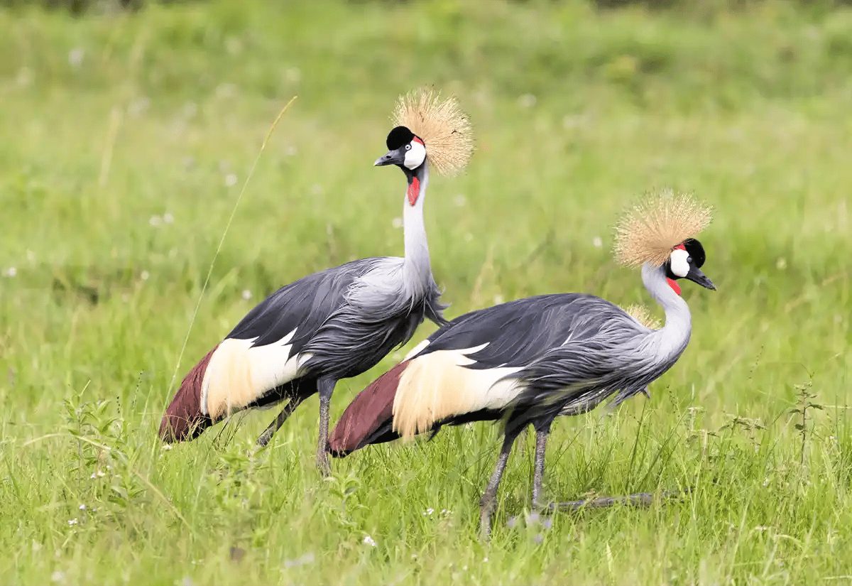 Two Balearica birds January