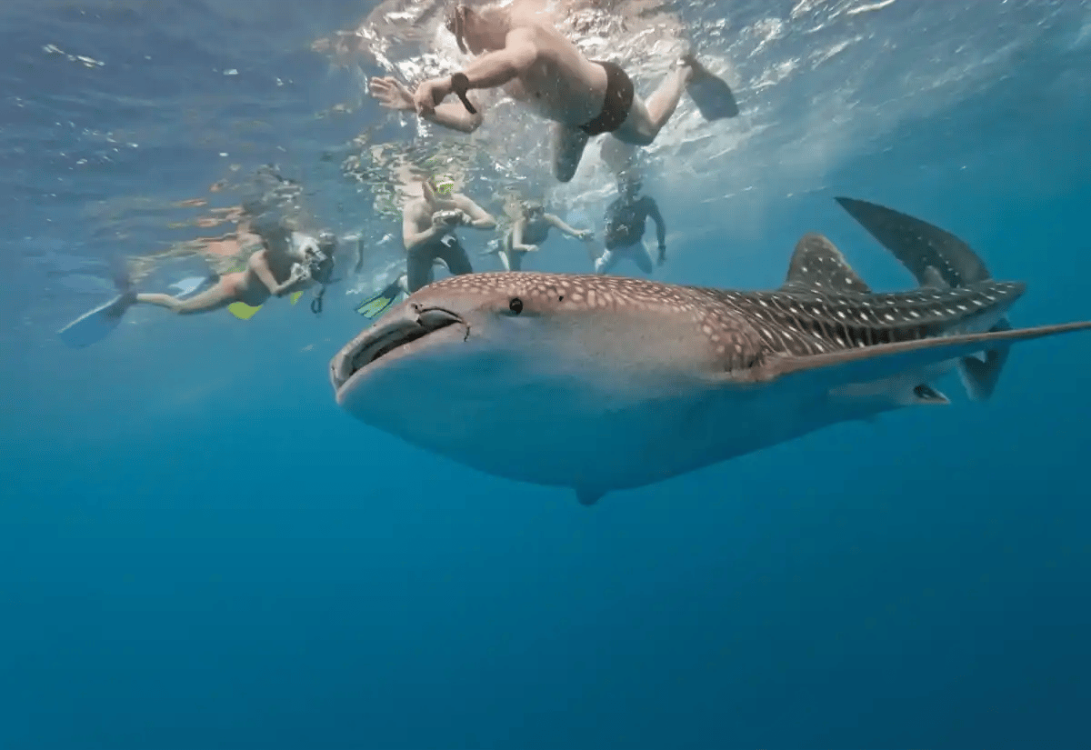 Shark whale with snorkeling people at sea January
