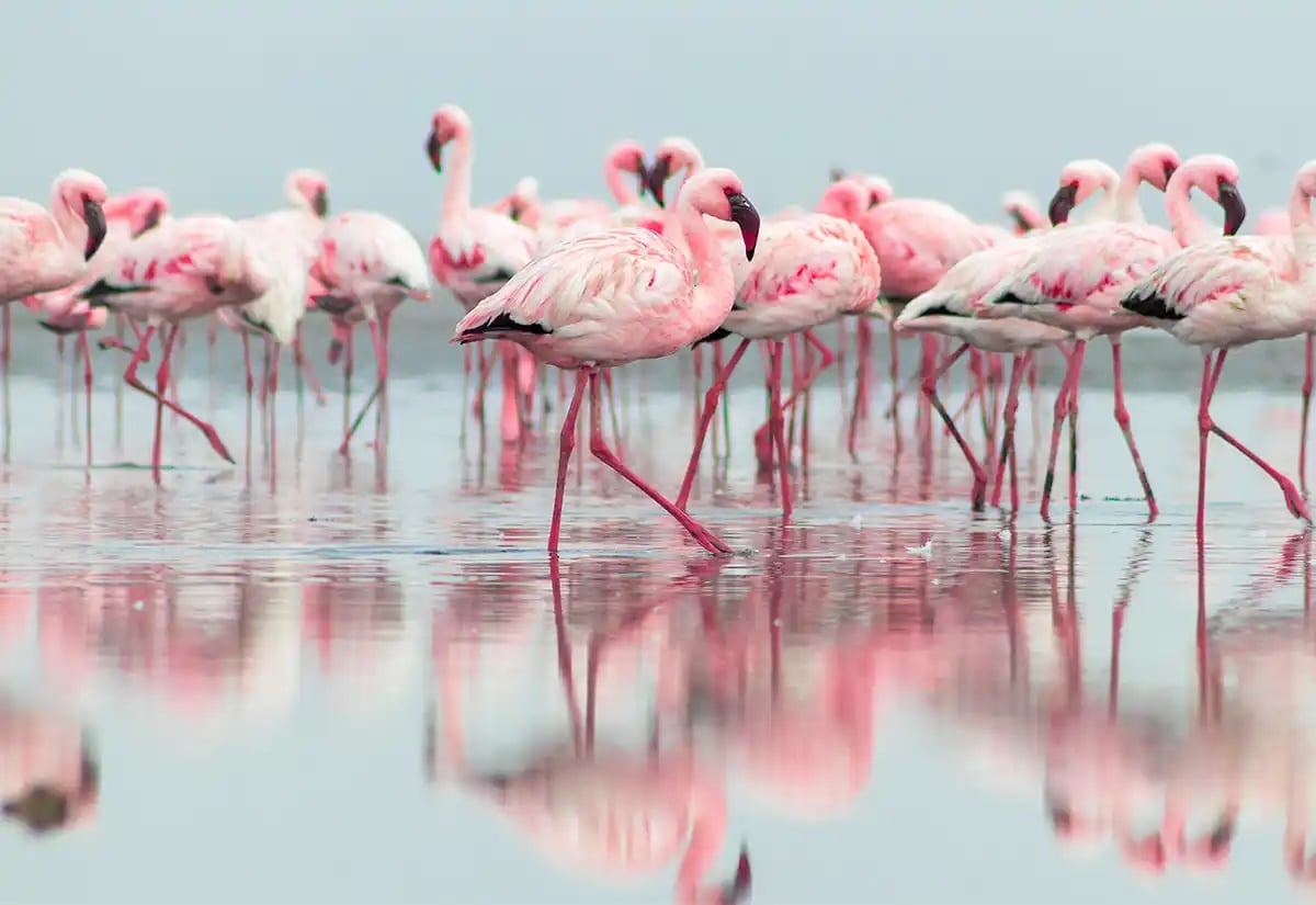 Flamingoes at lake Natron January