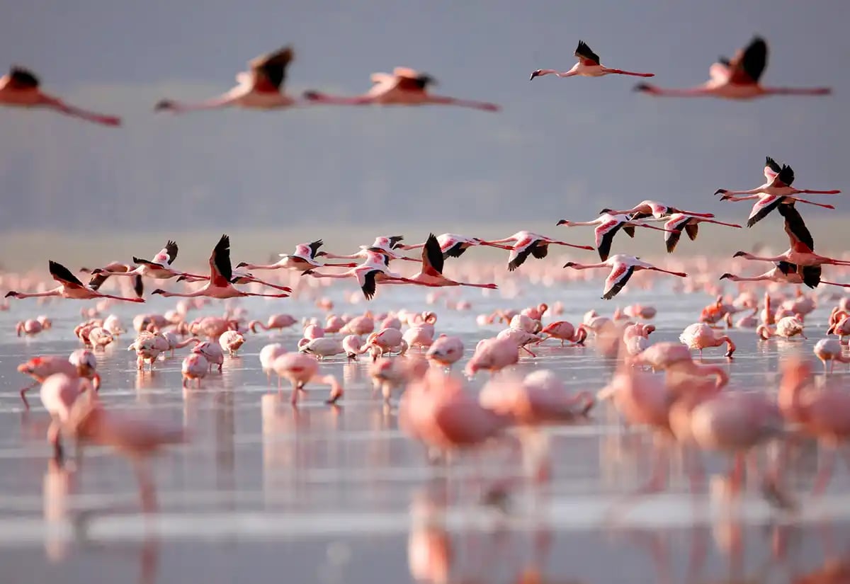 Massive flamingoes in the lake January