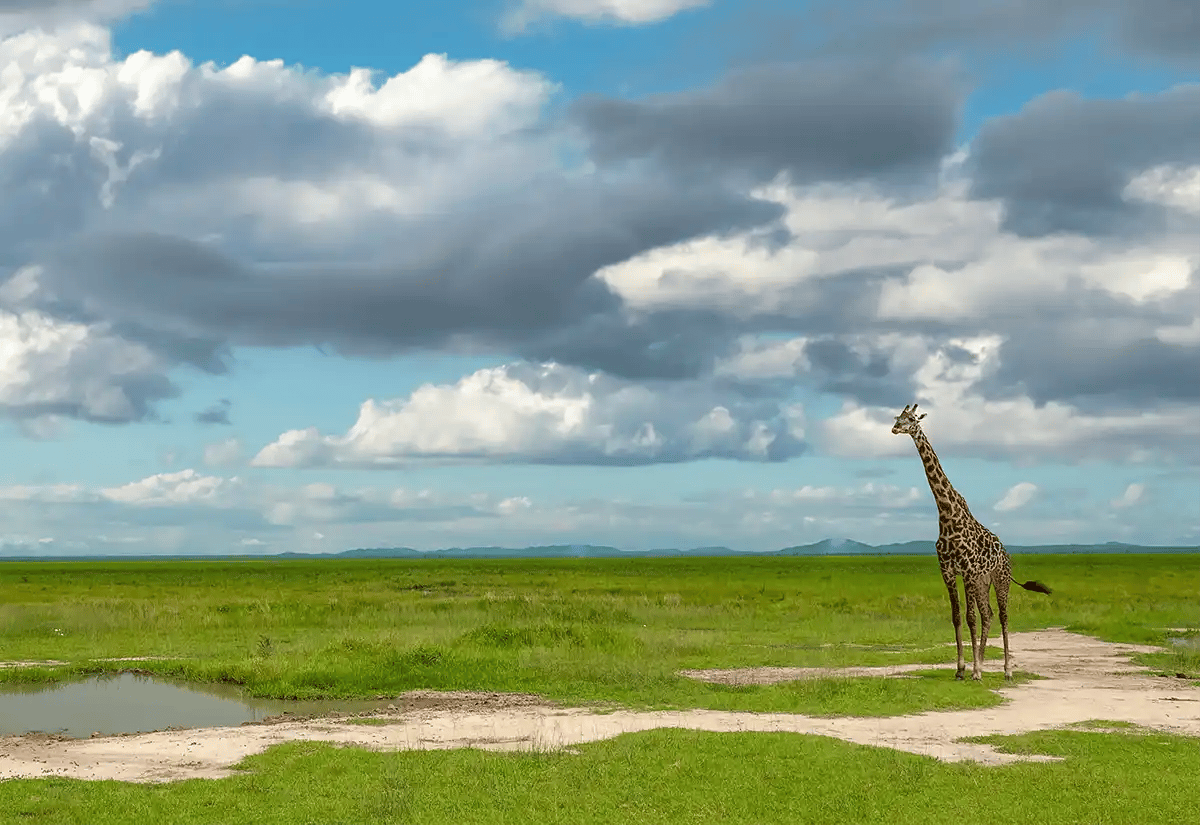 Giraffe in Katavi plains January