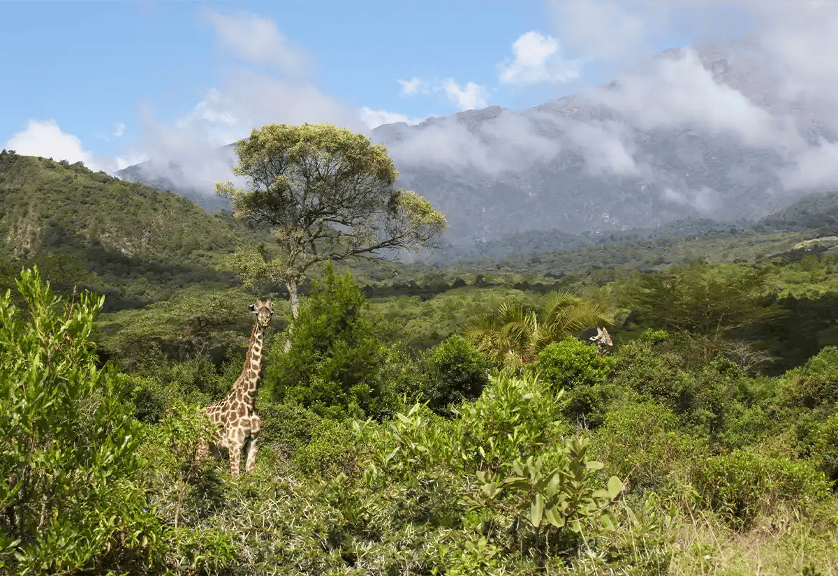 Giraffes Wildlife January