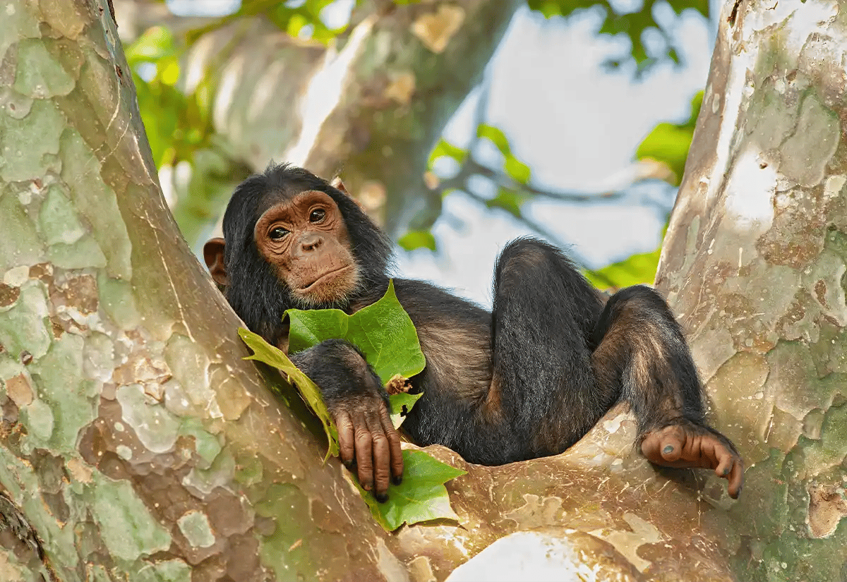 Chimpanzee in tree July
