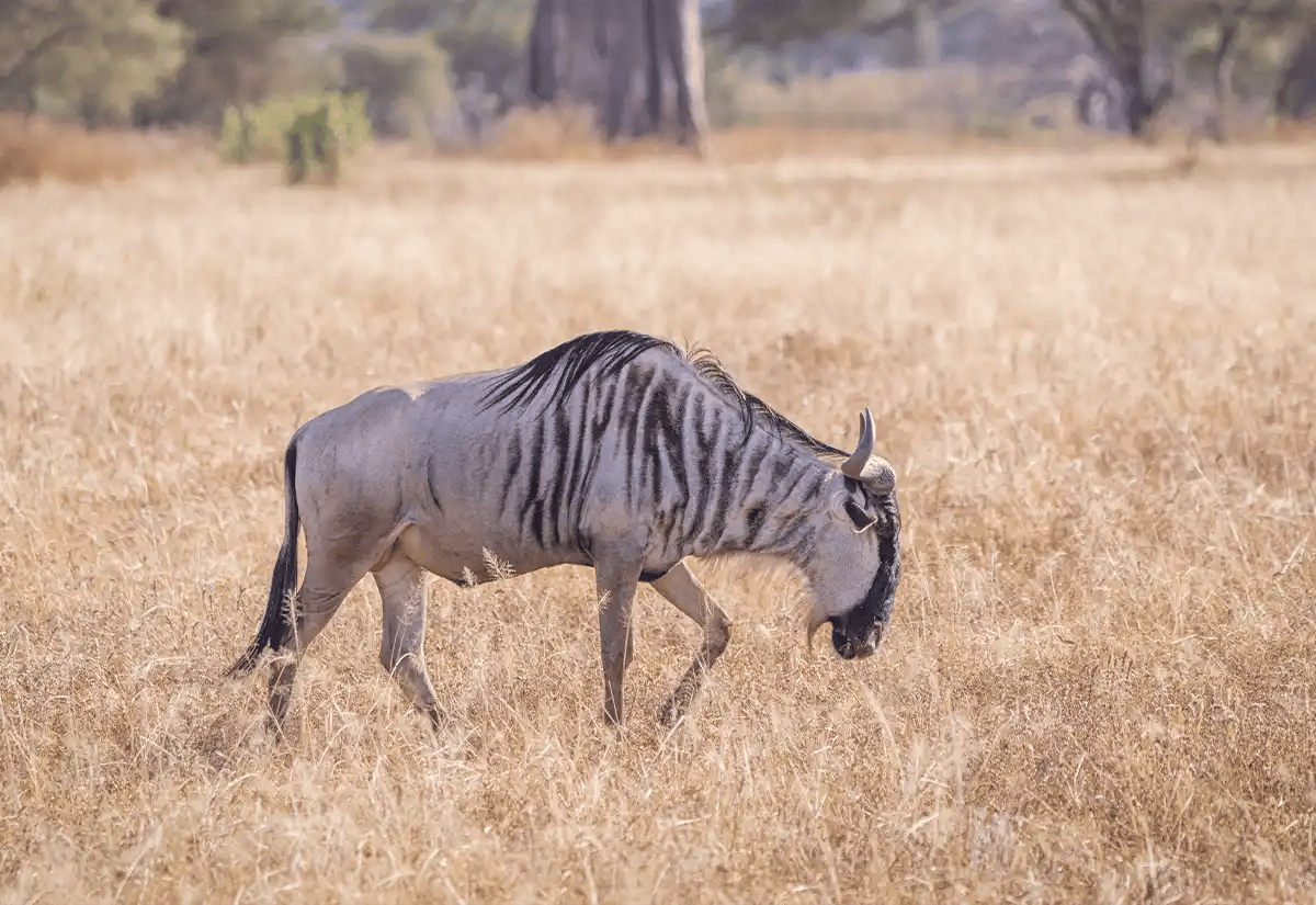 Wildebeest in prairies in July