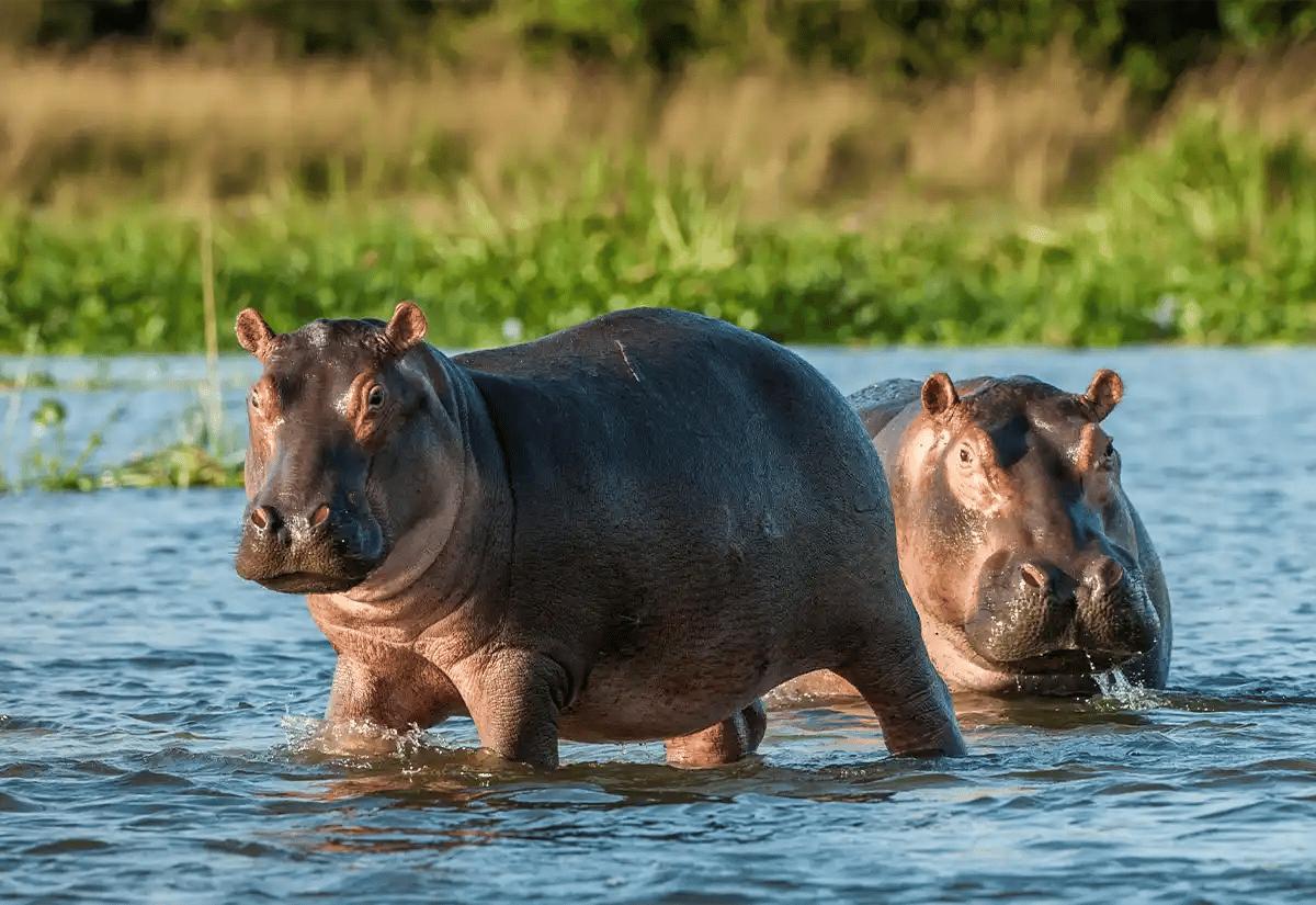 Hippopotamus in lake July