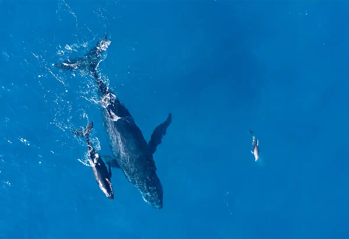 Humpback whales at sea July