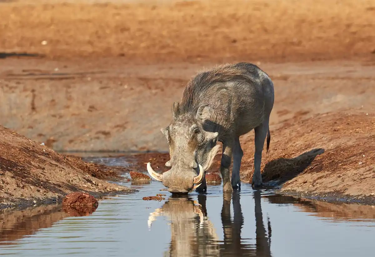 Wild boar drinking in the lake July