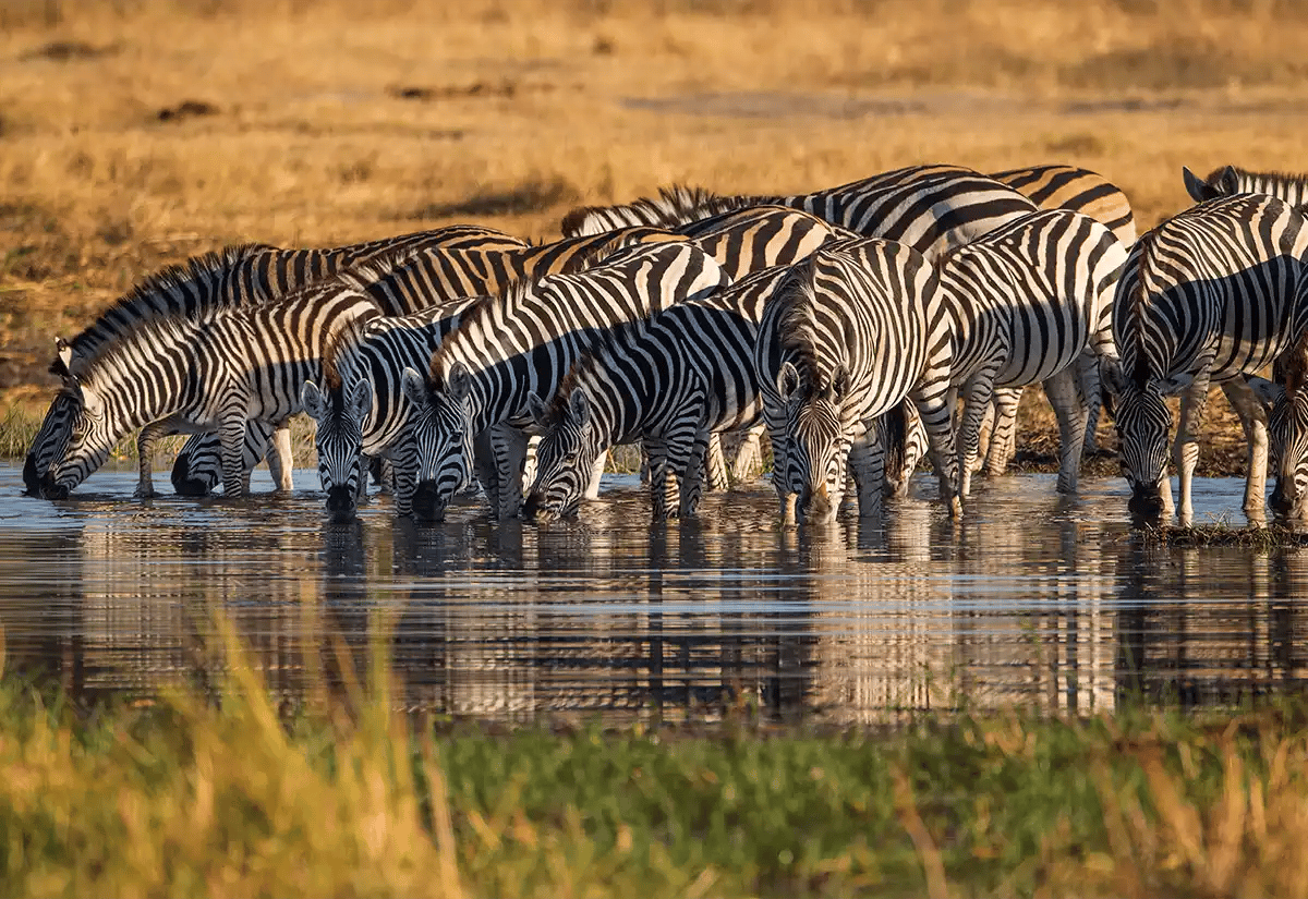 Zebras in the Katavi river July