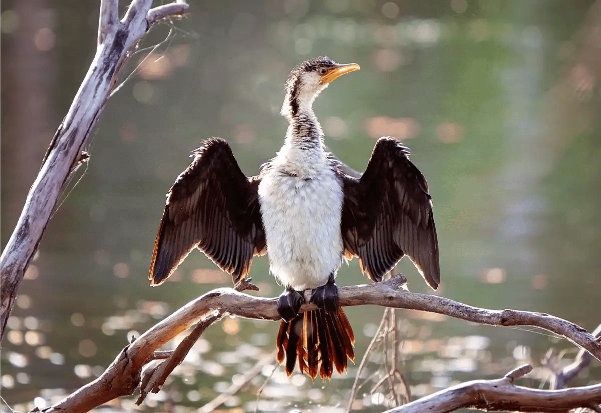 Waterbird over a tree July