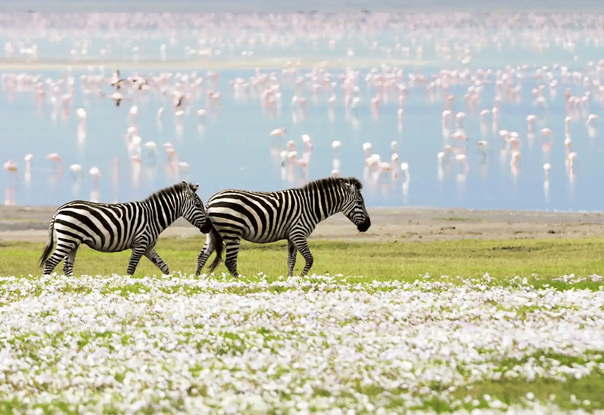 Zebras and birds in plain June