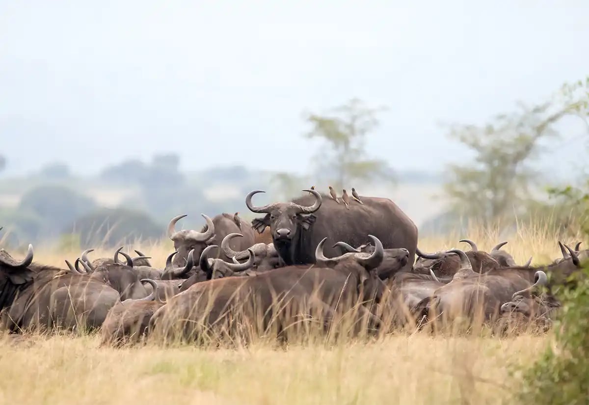 Buffalos in the prairies in June