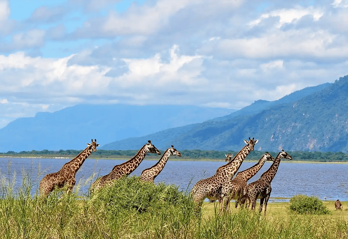 Giraffes in the prairie June