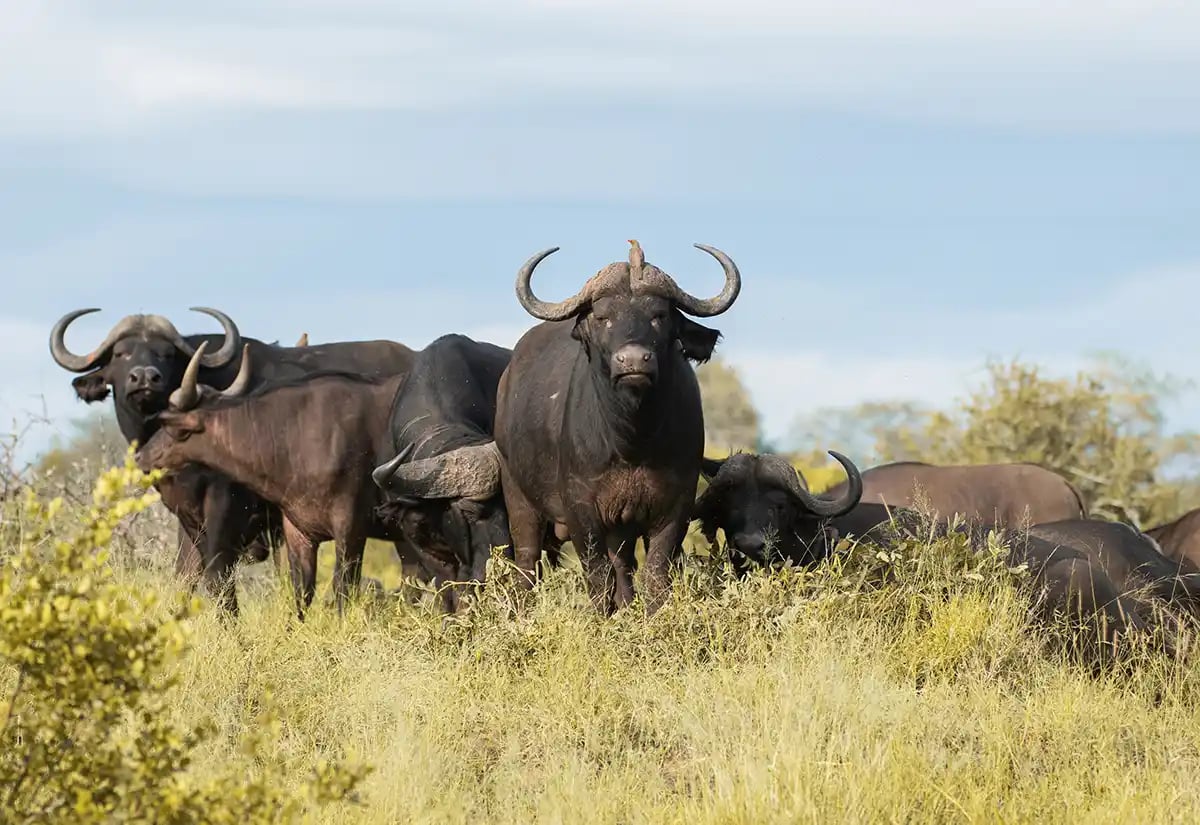 Buffalos in a prairie June