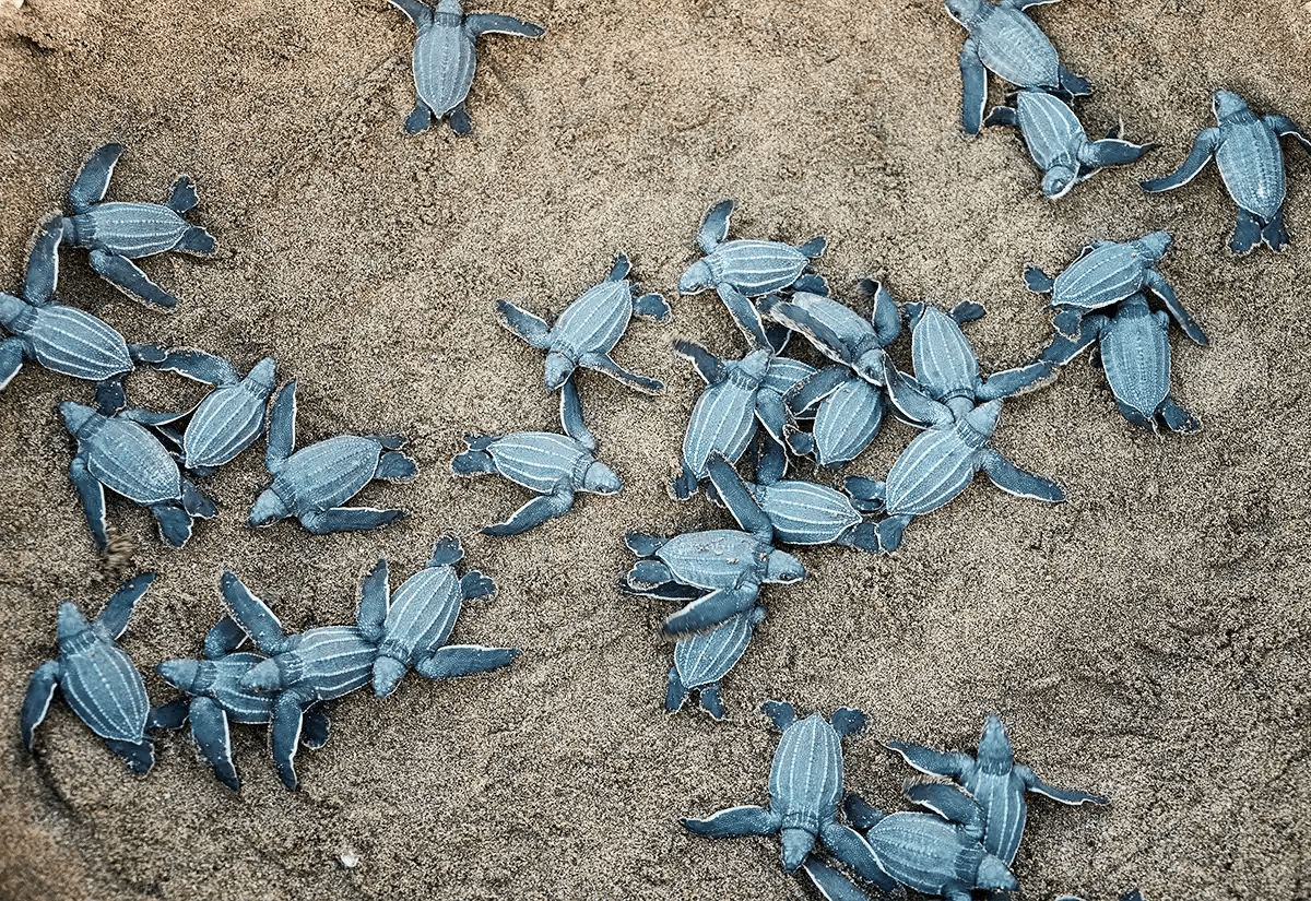 Baby sea turtles at the beach June