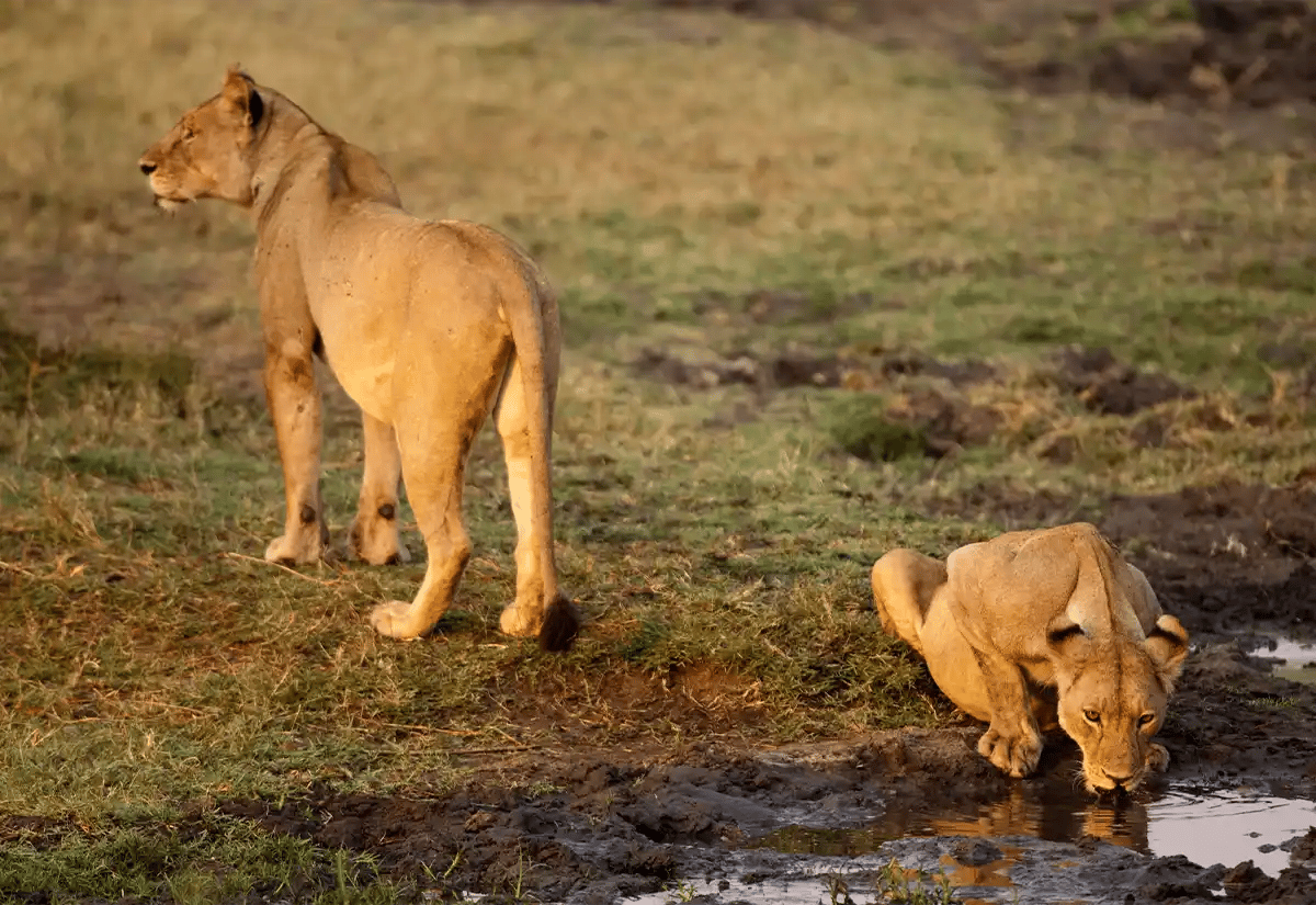 Lioness in the Katavi river June