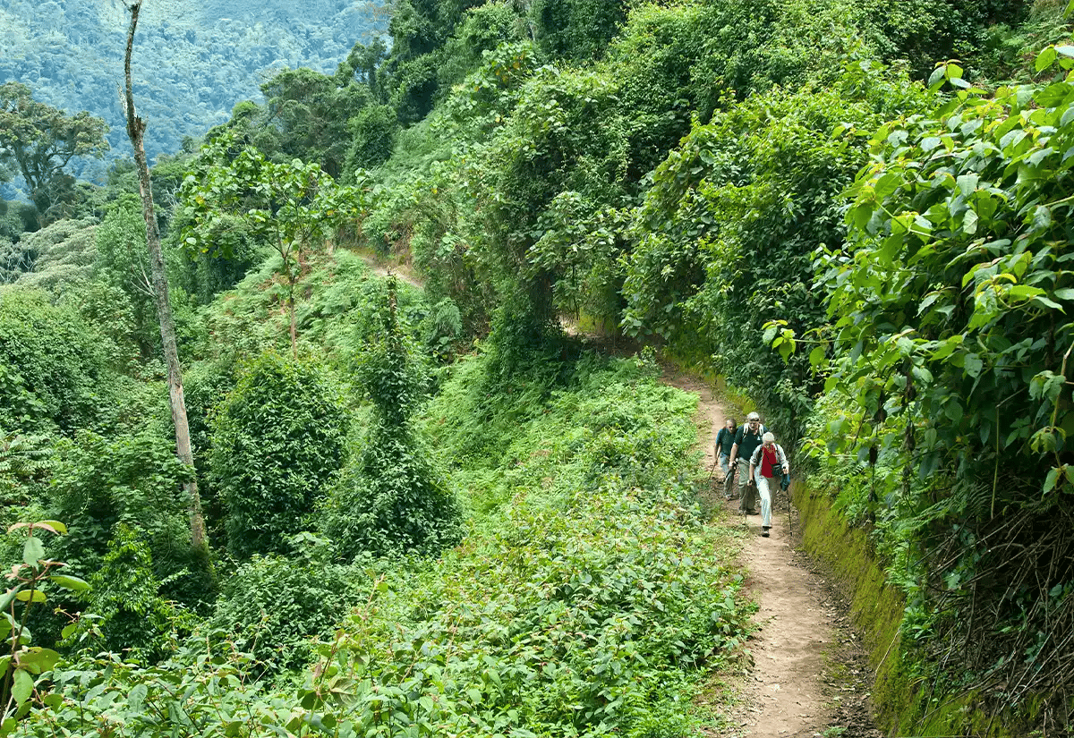 People hiking in the forest June