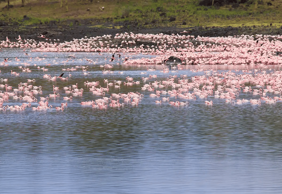 Flamingoes in a river June