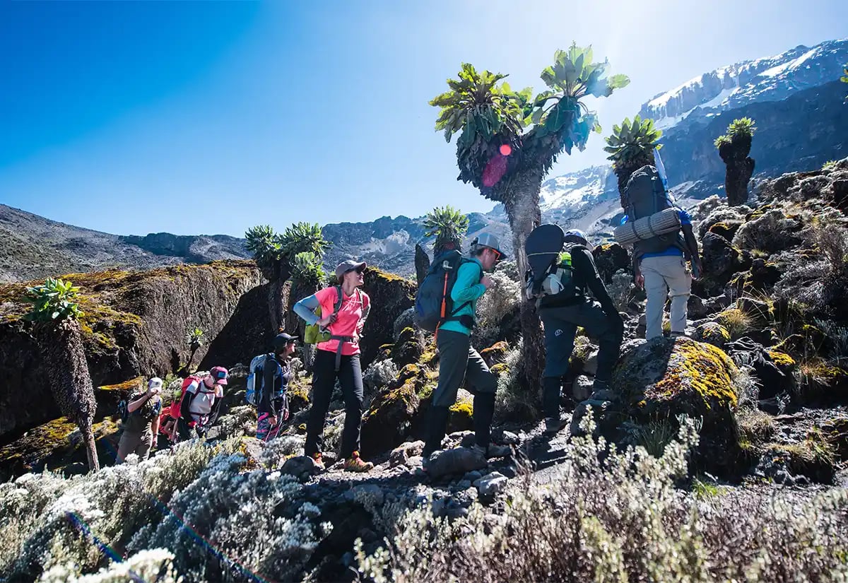 People hiking Kilimanjaro June