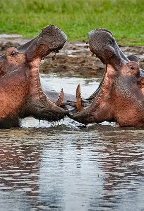 Katavi National Park