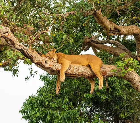 Lioness in a tree at Lake Manyara National Park