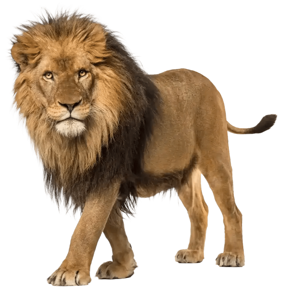 Majestic lion symbolizing the spirit of adventure in Tanzania.