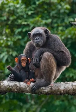 Mahale Mountains National Park