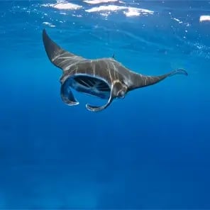 Manta Rays
