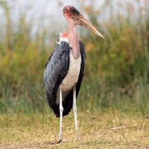 Marabou Storks
