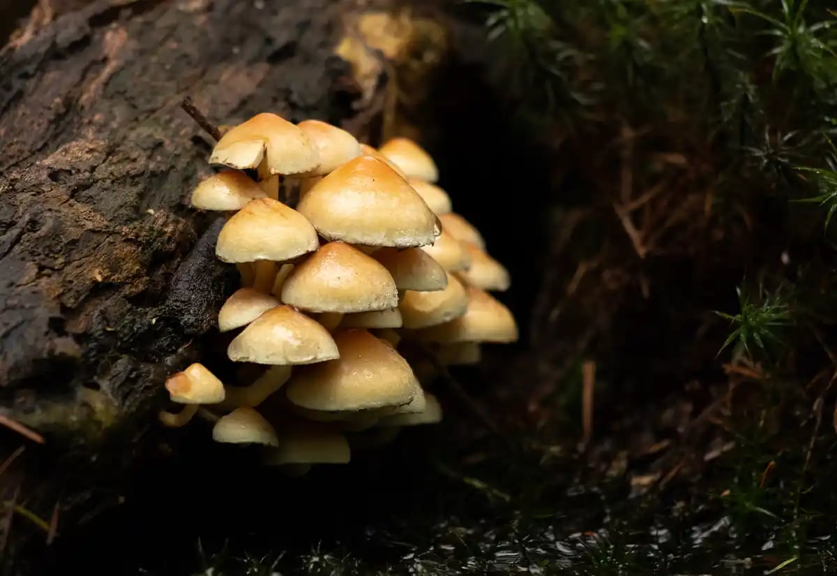 Mushrooms in tree March