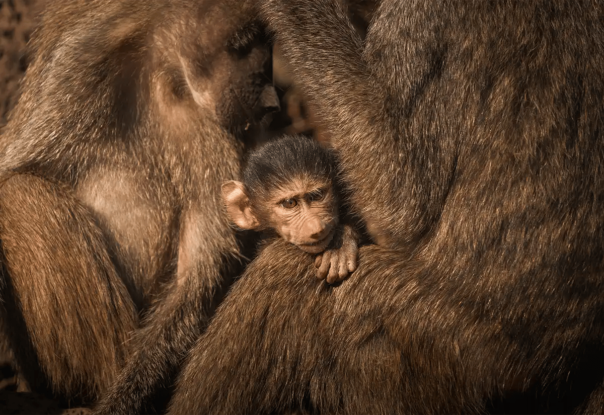 Monkeys Hugging March