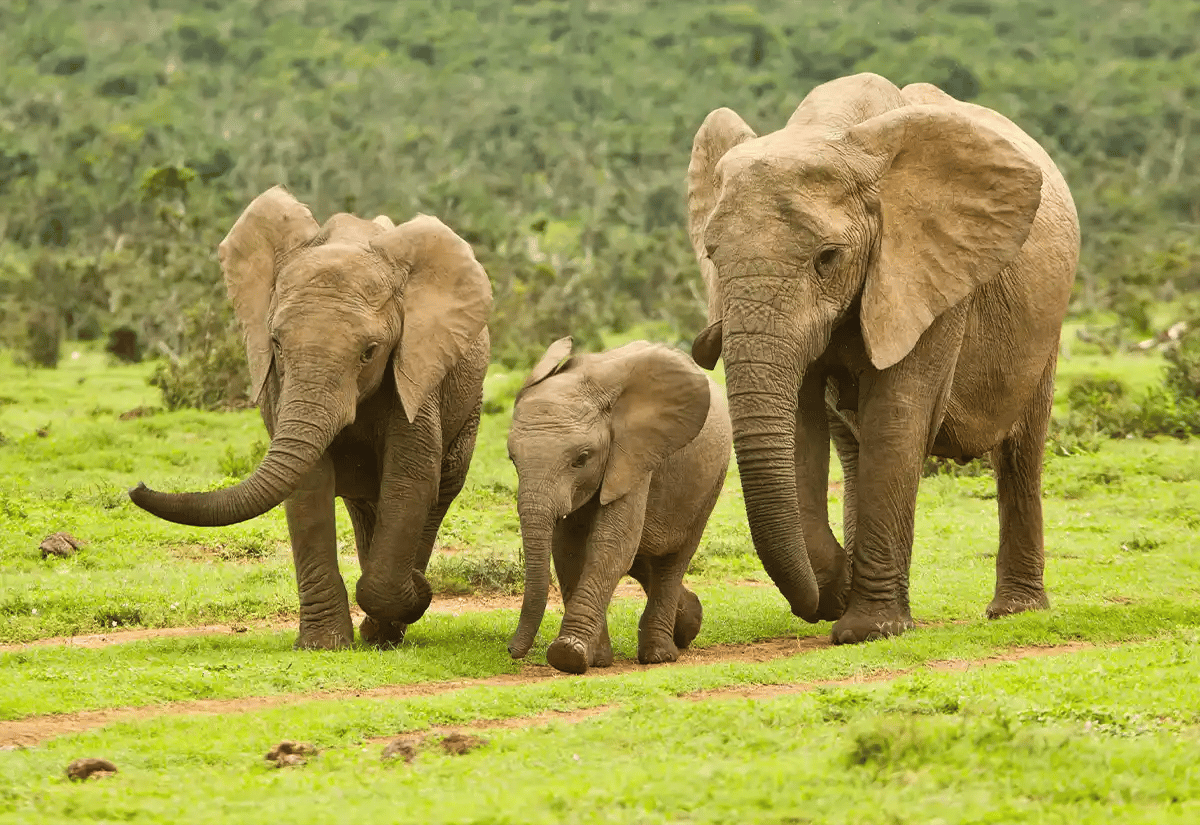 Elephant family walking March