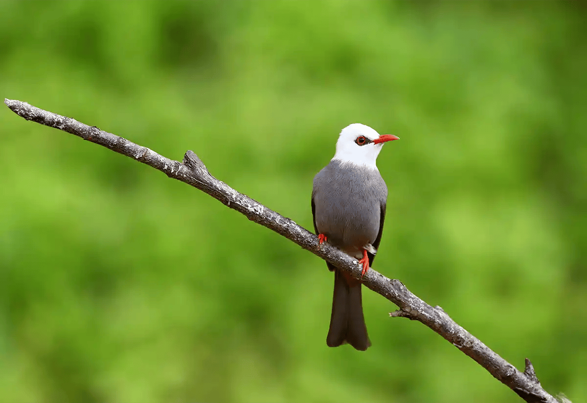 Gray bird in a stick March