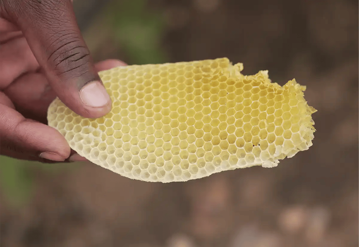 Honey comb in a hand March
