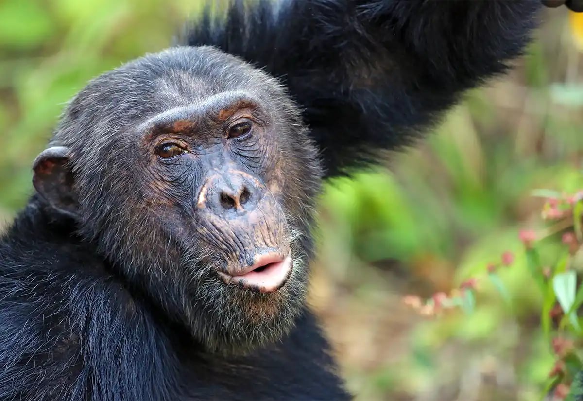Chimpanzee at Gombe Park March