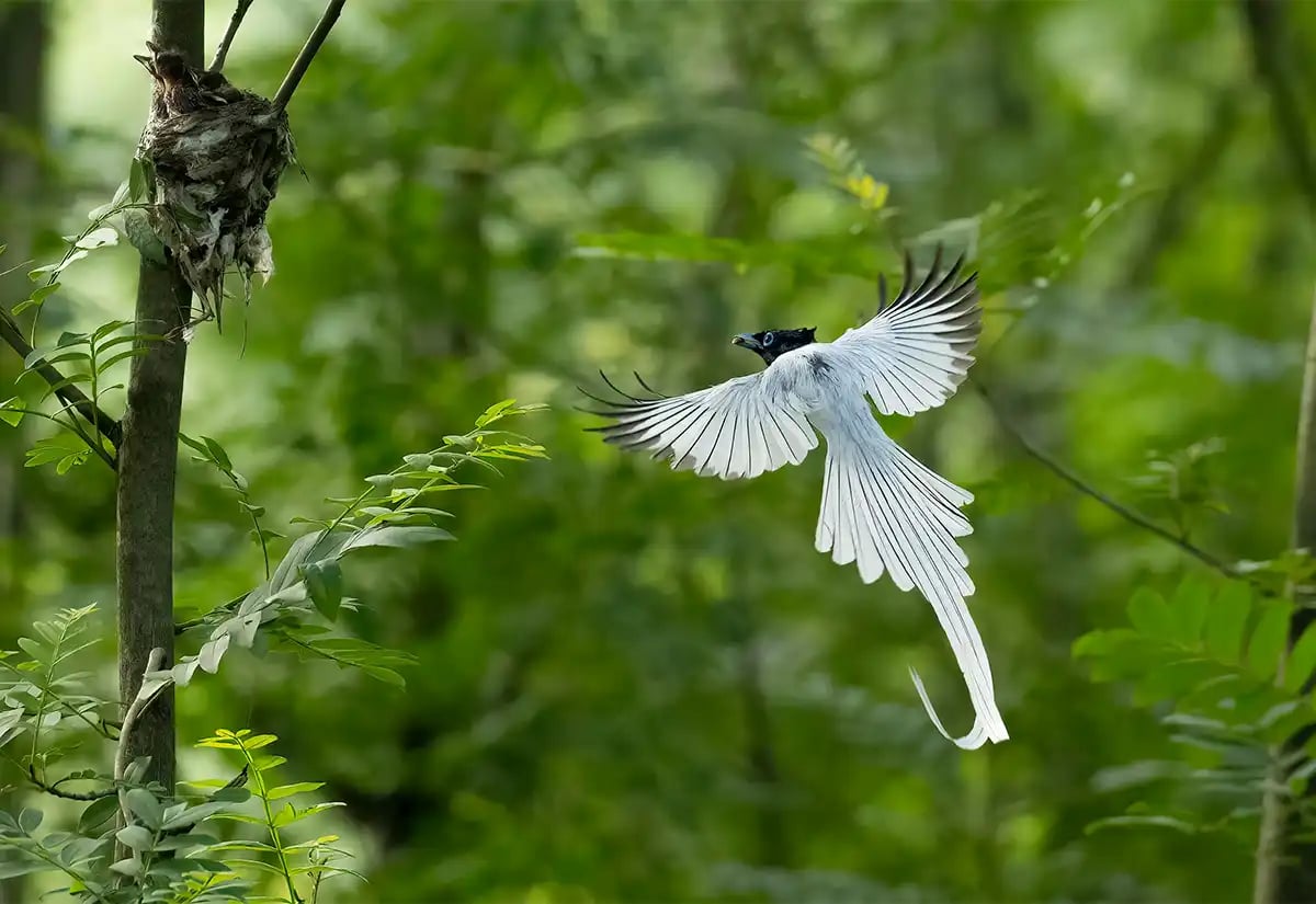 Bird flying in the forest March