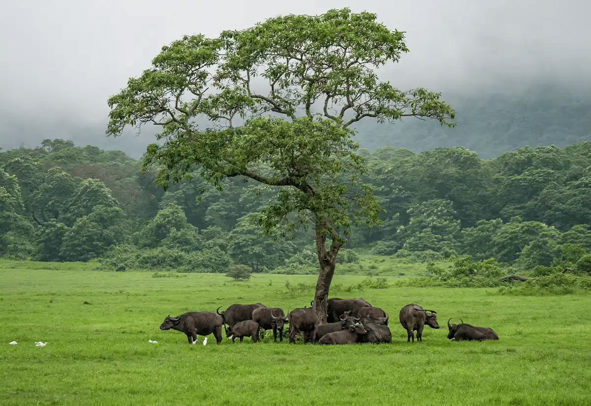 Buffalos in Greens March