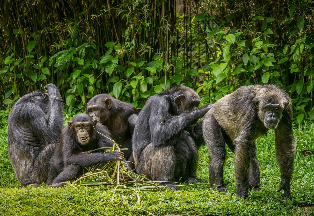 Chimpanzee in forest May