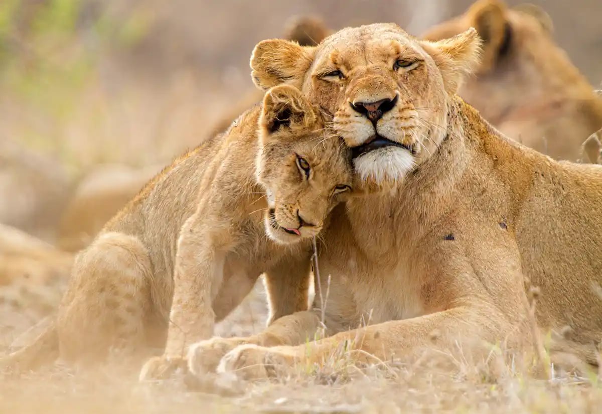 Lioness and cub in May