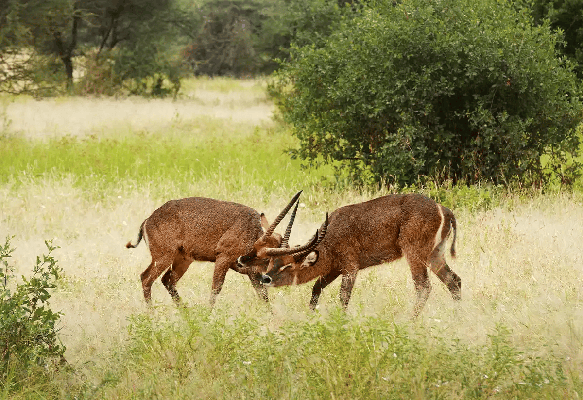 Bushbucks fighting in a plain May