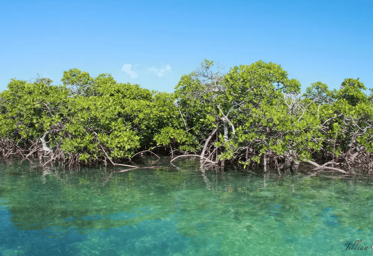 Mangrove in the beach May