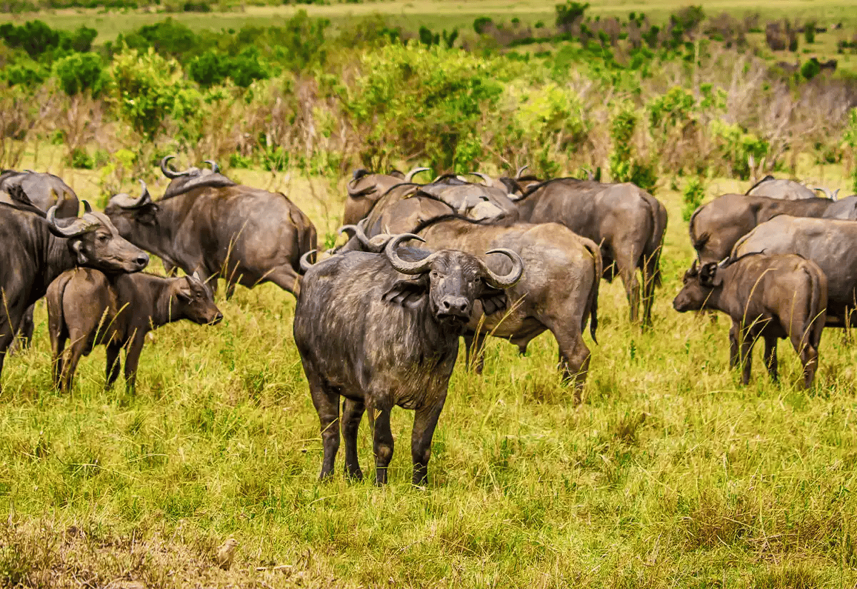 Buffalos in Katavi Greens May