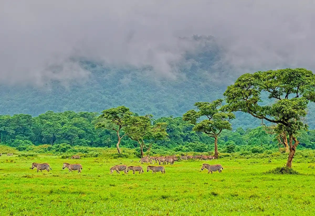 Zebras on the green plain May