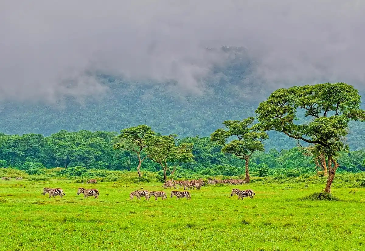 Zebras in a green prairie May