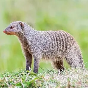 Mongoose