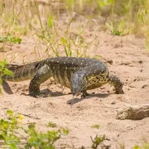 Monitor Lizards