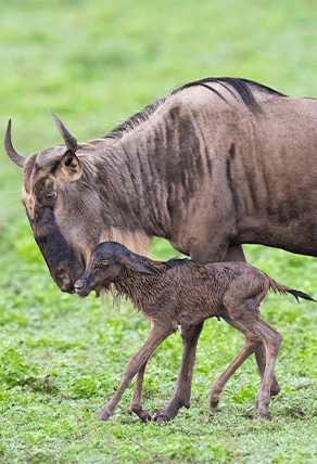 Ndutu Great Migration